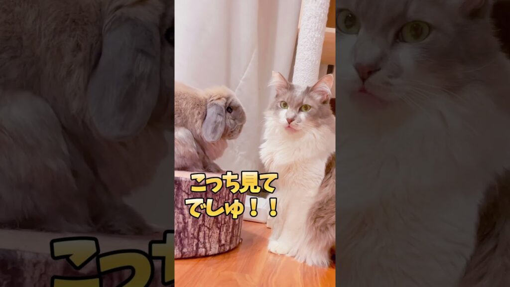 愛のビームを猫に注ぐウサギが健気すぎ笑笑 愛のビームを猫に注ぐウサギが健気すぎ笑笑