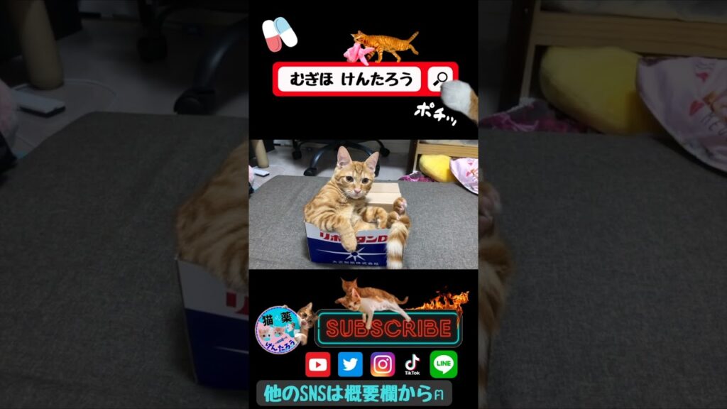 【成長!!】#むぎほ #ひーくん #子猫 #保護猫 【成長!!】#むぎほ #ひーくん #子猫 #保護猫