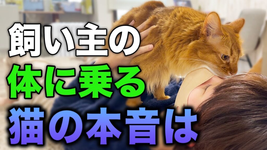 【完全版】飼い主の体に乗ってくる猫の気持ち・本音9選 【完全版】飼い主の体に乗ってくる猫の気持ち・本音9選