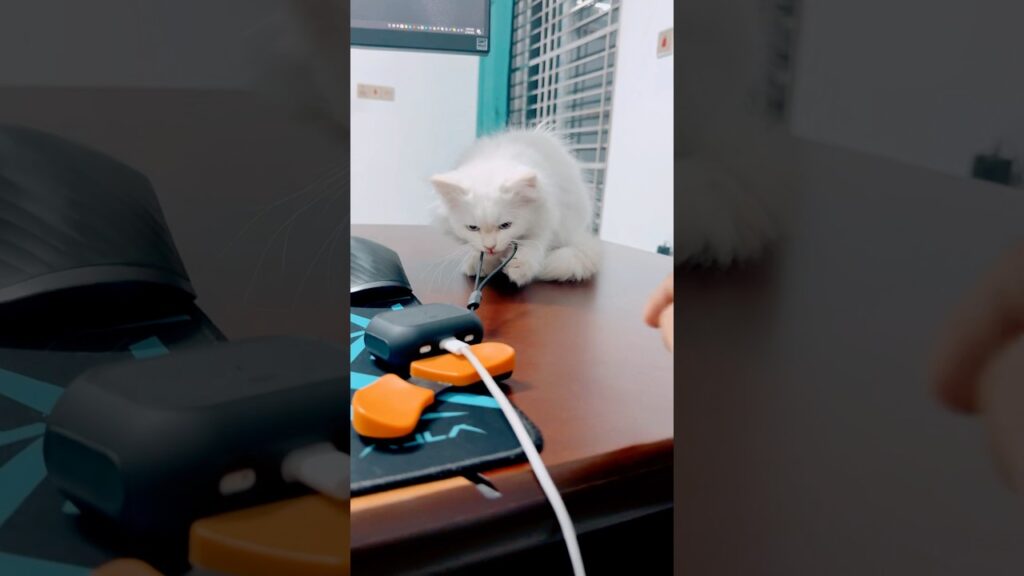 Work From Home? Not with This Mischievous Kitten! 😂🐾 Work From Home? Not with This Mischievous Kitten! 😂🐾