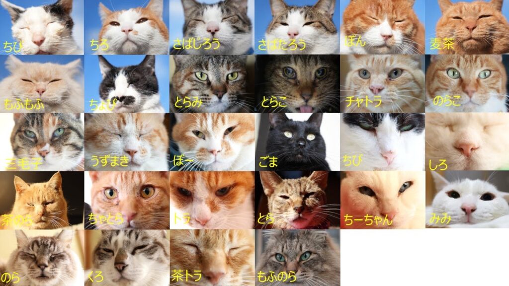 猫の日 28匹のねこお顔 250222 猫の日 28匹のねこお顔 250222