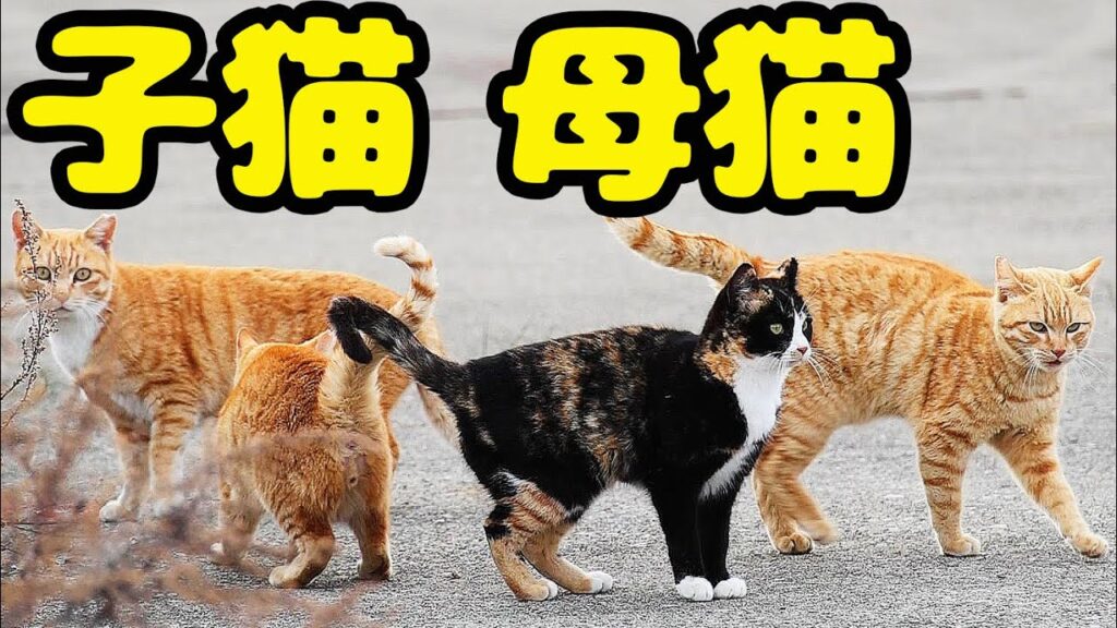 日本の秘境で生きる 子猫と母猫にご飯をあげると・・・ さくらねこへのエサやり 日本の秘境で生きる 子猫と母猫にご飯をあげると・・・ さくらねこへのエサやり