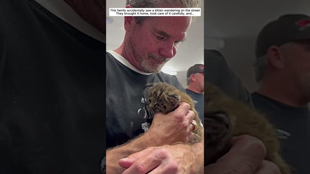 This family rescued a kittens but it turned out... #bobcat #cat #shorts