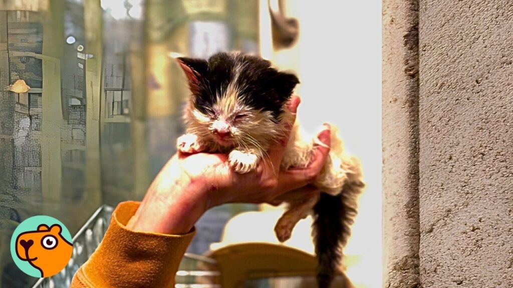 Tiny Kitten Was Sick & Abandoned, Now She’s The Princess | Cuddle Buddies