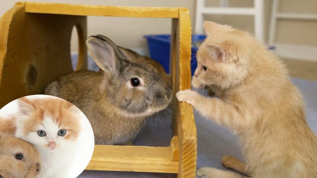 子猫と猫がウサギと大はしゃぎ!🐱🐰 かわいさ満点の楽しい瞬間をお見逃しなく!😍🎉 | おもしろ動物動画 子猫と猫がウサギと大はしゃぎ!🐱🐰 かわいさ満点の楽しい瞬間をお見逃しなく!😍🎉 | おもしろ動物動画