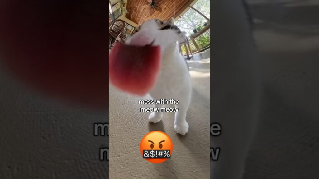 mess with the meow meow mess with the meow meow