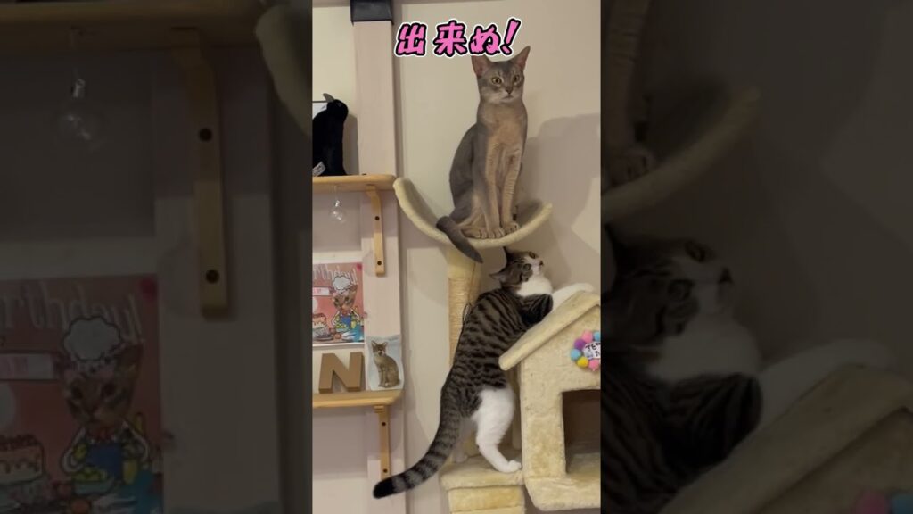 ニャン斗の拳14 ~自己責任編~ shorts #猫 #アビシニアン ニャン斗の拳14 ~自己責任編~ shorts #猫 #アビシニアン