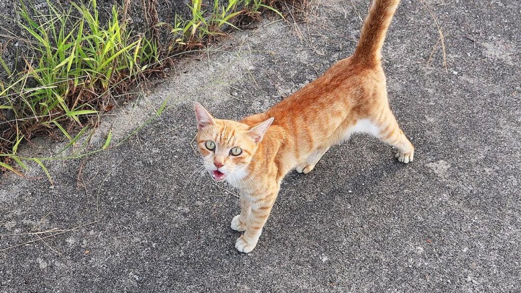 必死に生きる日本の猫たちにご飯をあげると・・・ 神のご加護を!さくらねこと野良猫へのエサやり 必死に生きる日本の猫たちにご飯をあげると・・・ 神のご加護を!さくらねこと野良猫へのエサやり