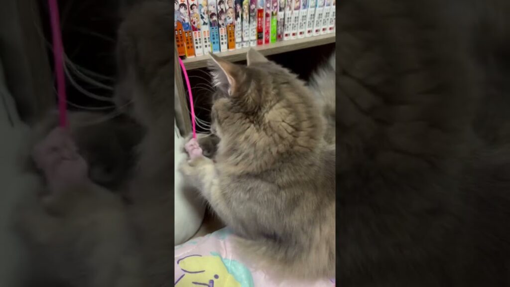 全力暴れん坊な猫　短足ミヌエット　#マンチカン #ペルシャ #kitty #夜は猫といっしょ #cat