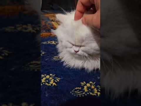 #cat #catlover #whowillbemylifepartner #greedycat #funnypets #cute #catlover #massage #cat #catlover #whowillbemylifepartner #greedycat #funnypets #cute #catlover #massage
