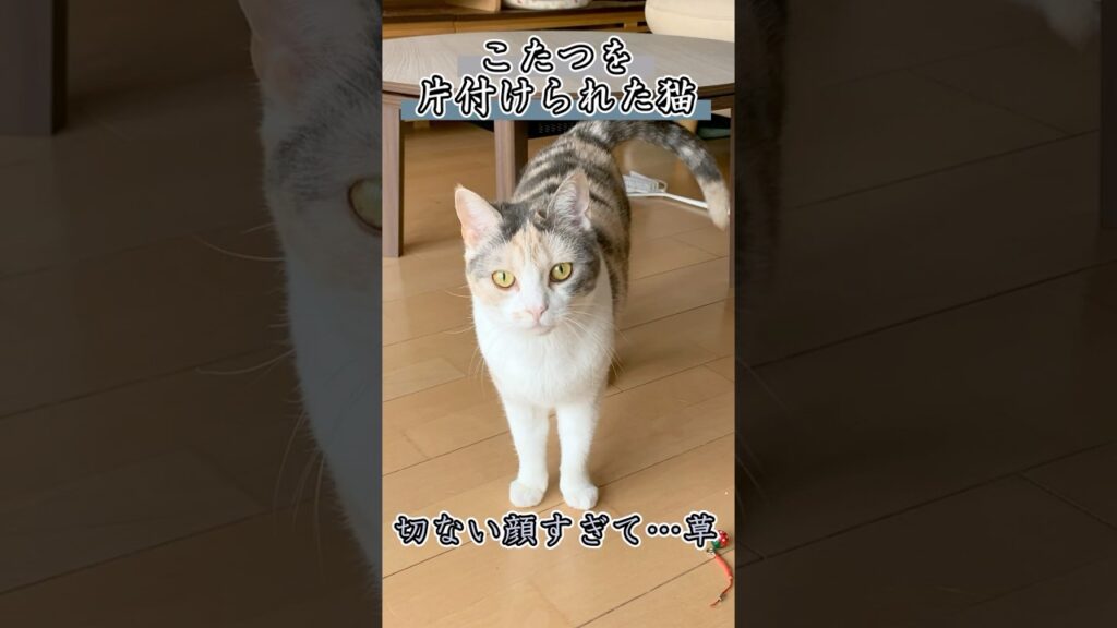 【悲報】こたつを片付けられた猫 #毎朝ミーコさん #cat