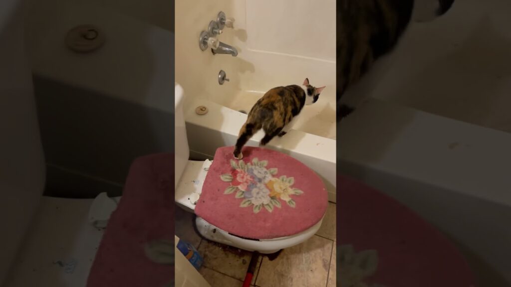 Water cat/dog   My cool cat  manx cat..                 #cute #cat #funny