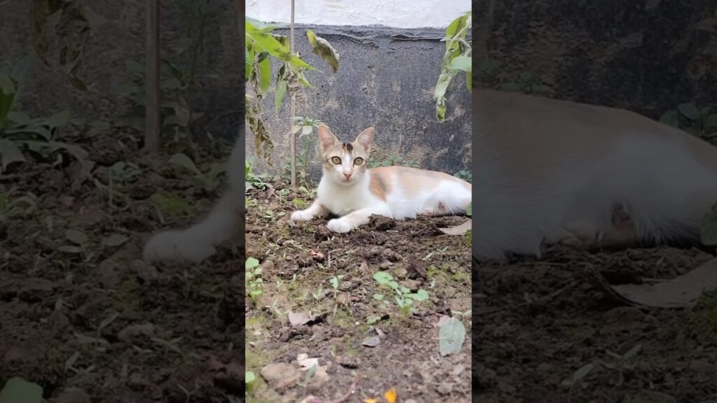 Her eyes 👀 ✨ 🥰#shorts #cat #cats #animals #cute #pets #kitten #trending #satisfying