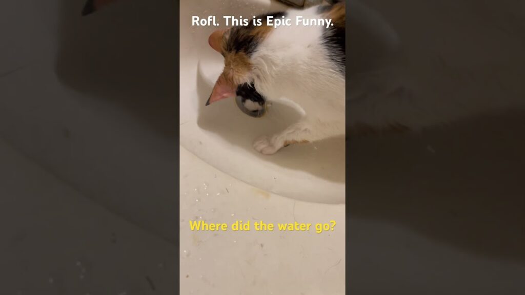 Kitten manx cant stop the water. #kitten #funny #manx #cute #catlover #cat #pets