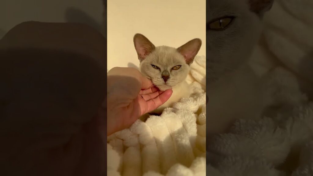 Kitty
