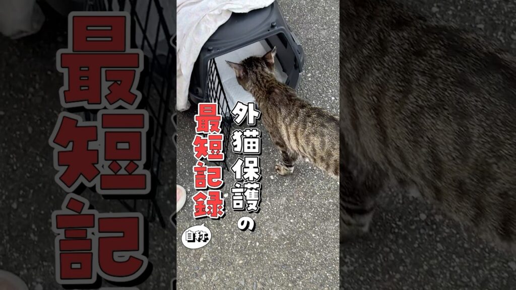 【捕獲まで3秒】速すぎる外猫保護の最短記録!? #ねこ #保護猫 #保護猫活動 【捕獲まで3秒】速すぎる外猫保護の最短記録!? #ねこ #保護猫 #保護猫活動
