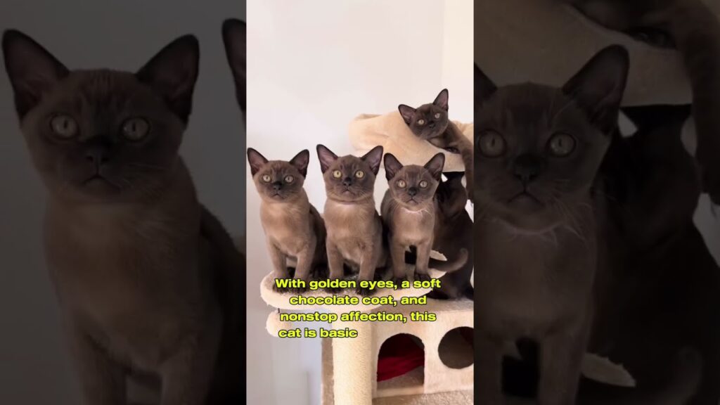 This Cat Will Follow You to the Bathroom 🚽🐱❤️ | Meet the Burmese!