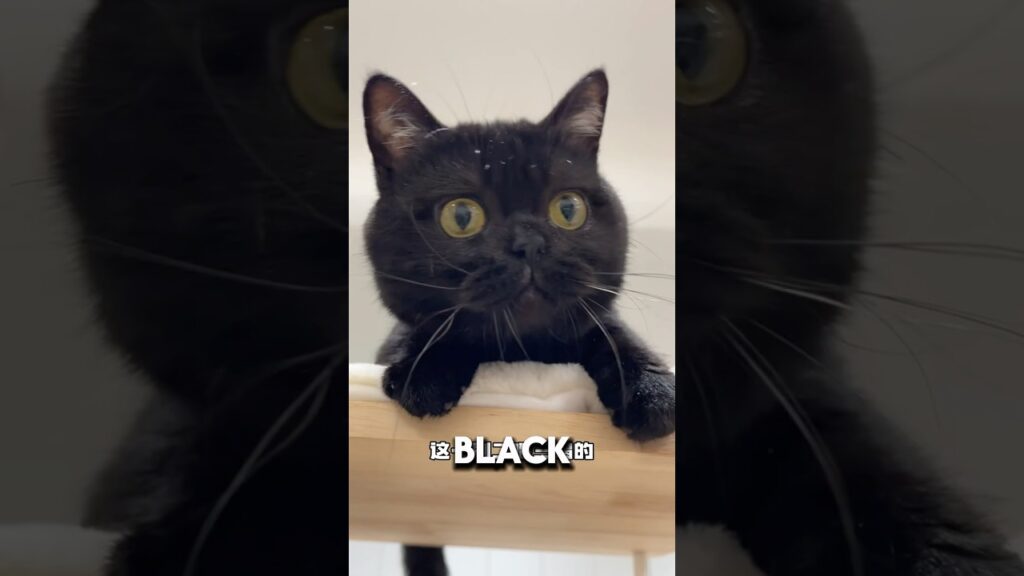 Do NOT Get A Black Cat 💔#catshorts #pets #cats Do NOT Get A Black Cat 💔#catshorts #pets #cats