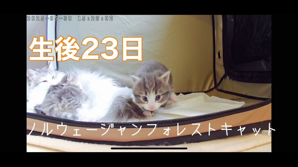 生後23日の赤ちゃんノルウェージャンライブ（ポモ＆勘九郎の子猫たち）