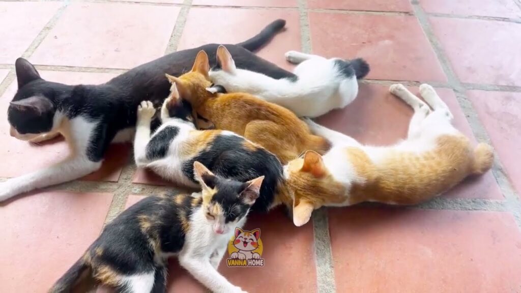 肉球とナップ：子猫と猫の毎日Paws, Naps, and Play The Life of a Kitten and a Cat#猫 (#neko)#猫好き#猫動画#加藤ちゃんが初めての風呂