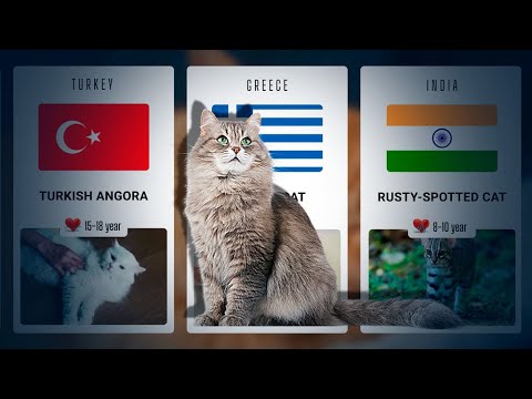 Cat Breeds From Different Сountry. Playful Cat Breeds Cat Breeds From Different Сountry. Playful Cat Breeds