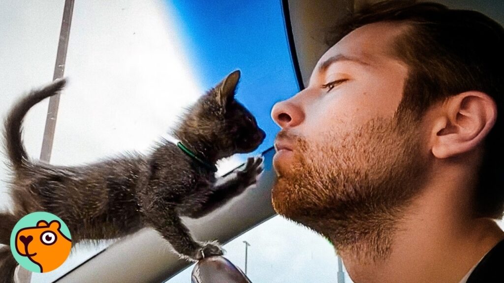 Guy Finds Tiny Kitten In a Desert. Now She’s His Daughter | Cuddle Buddies Guy Finds Tiny Kitten In a Desert. Now She's His Daughter | Cuddle Buddies