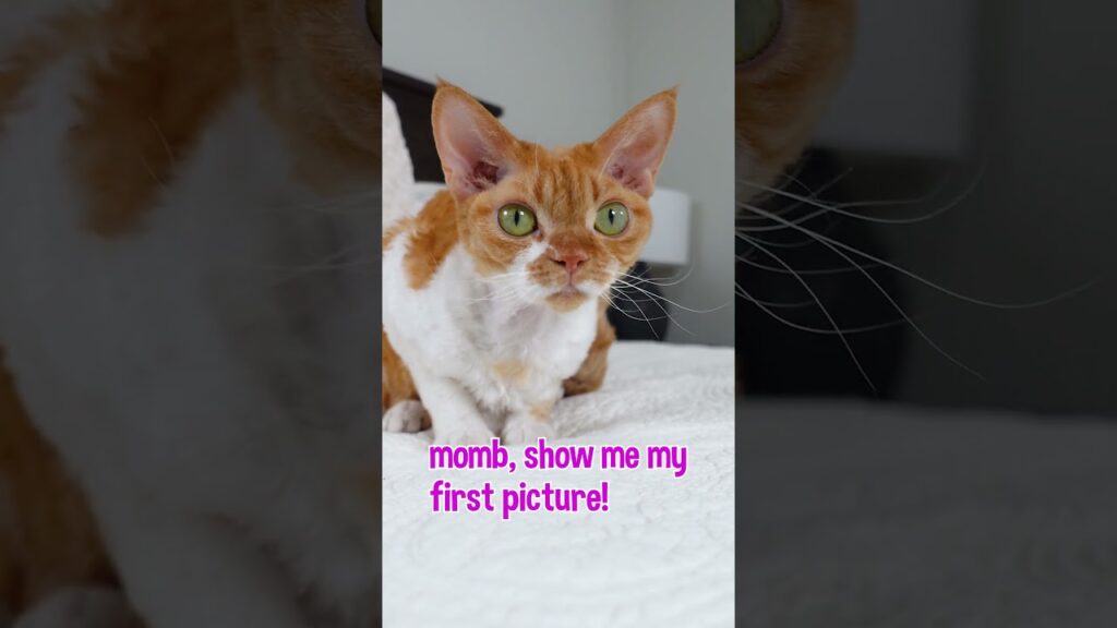 Devon Rex Cat Shows Off Her Kitten Photos #shorts Devon Rex Cat Shows Off Her Kitten Photos #shorts