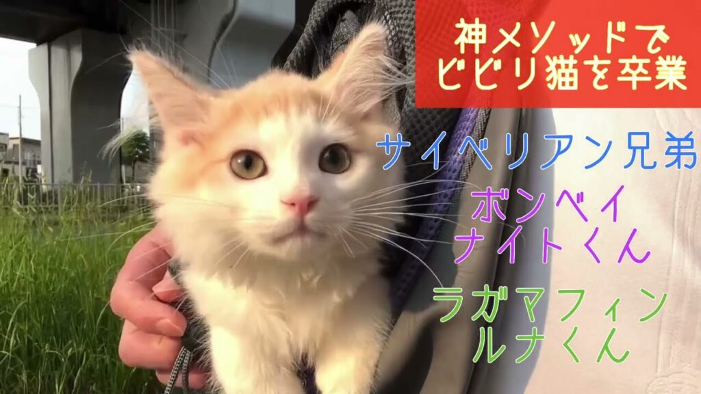 【ナナハチ’s ROOM】サイベリアン兄弟☆ボンベイのナイトくん☆ラガマフィンのルナくん 【ナナハチ’s ROOM】サイベリアン兄弟☆ボンベイのナイトくん☆ラガマフィンのルナくん