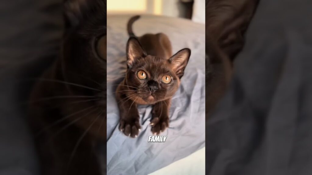 The Most Affectionate Cat Breed❓ Meet the Burmese❗🐈 #shorts #burmesecat #cutecat The Most Affectionate Cat Breed❓ Meet the Burmese❗🐈 #shorts #burmesecat #cutecat