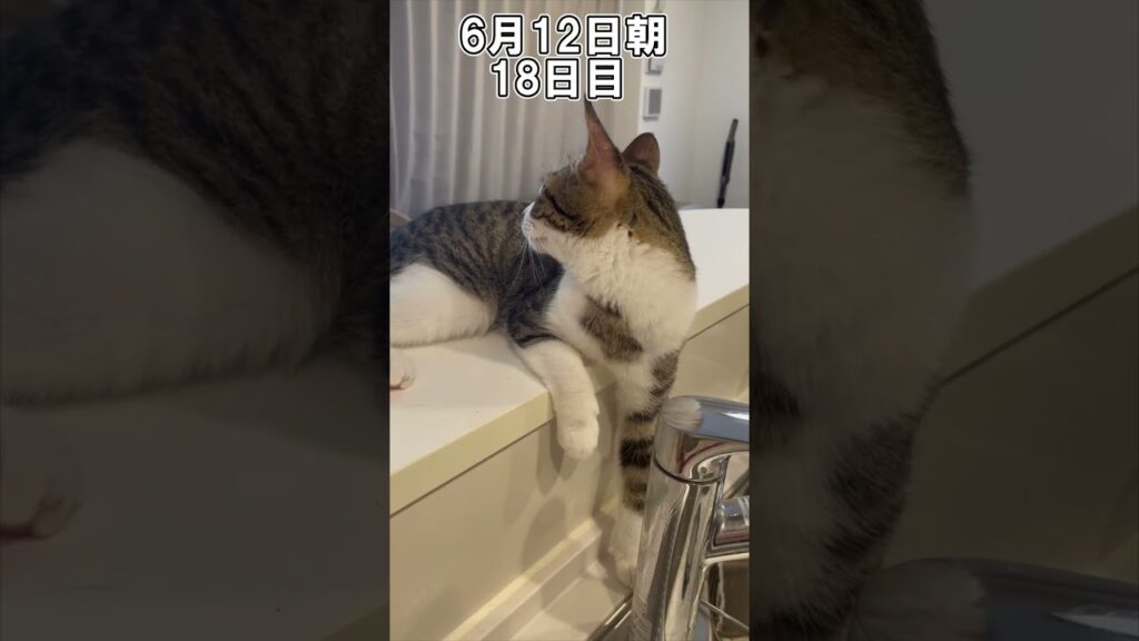 ハルのFIP闘病記「絶対に負けない」 18日目 #shorts #猫 #子猫 ハルのFIP闘病記「絶対に負けない」 18日目 #shorts #猫 #子猫