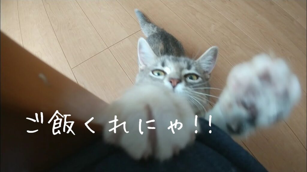 【日常】遊ぶ!おねだり!噛む!【アメリカンカールの立ち耳の猫るるちゃん】 【日常】遊ぶ!おねだり!噛む!【アメリカンカールの立ち耳の猫るるちゃん】