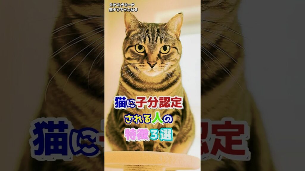 猫に子分認定される人の特徴３選 #保護猫 #子ネコ #ねこ