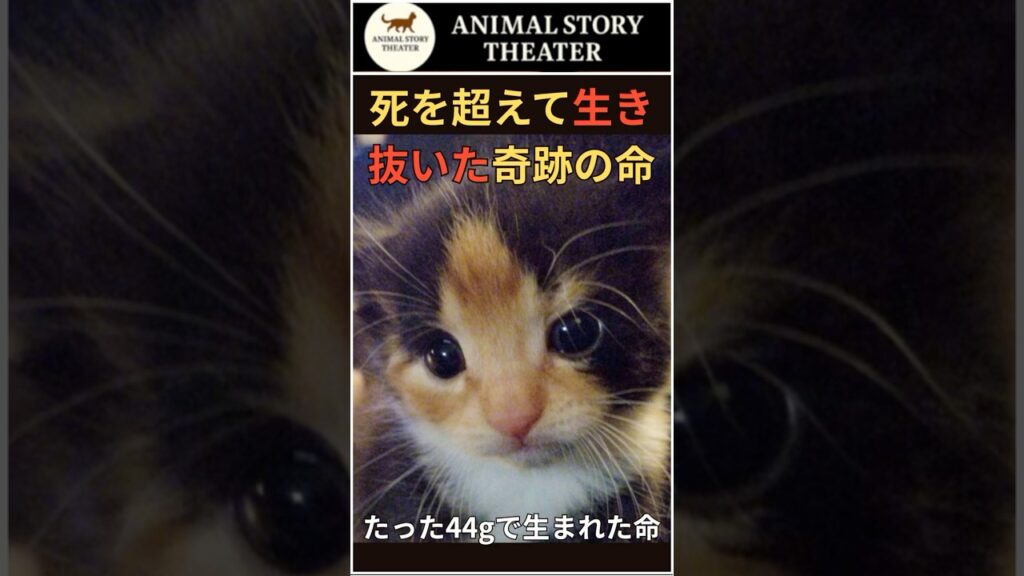 【実話】たった44gで生まれた子猫──死を超えて生き抜いた、奇跡の命 #保護猫 #奇跡の子猫 #感動実話
