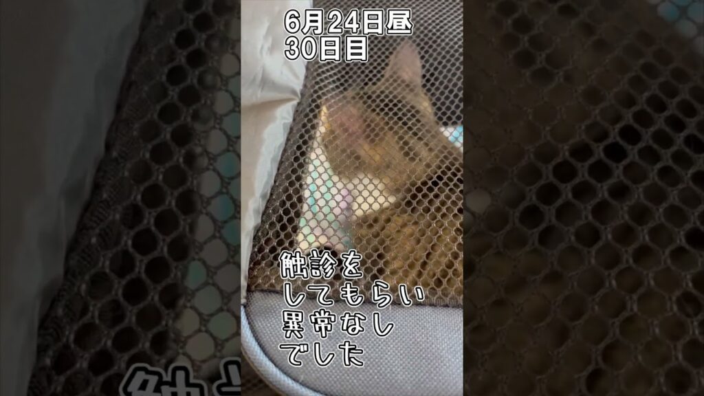 ハルのFIP闘病記「絶対に負けない」 30日目 #shorts #猫 #子猫 ハルのFIP闘病記「絶対に負けない」 30日目 #shorts #猫 #子猫