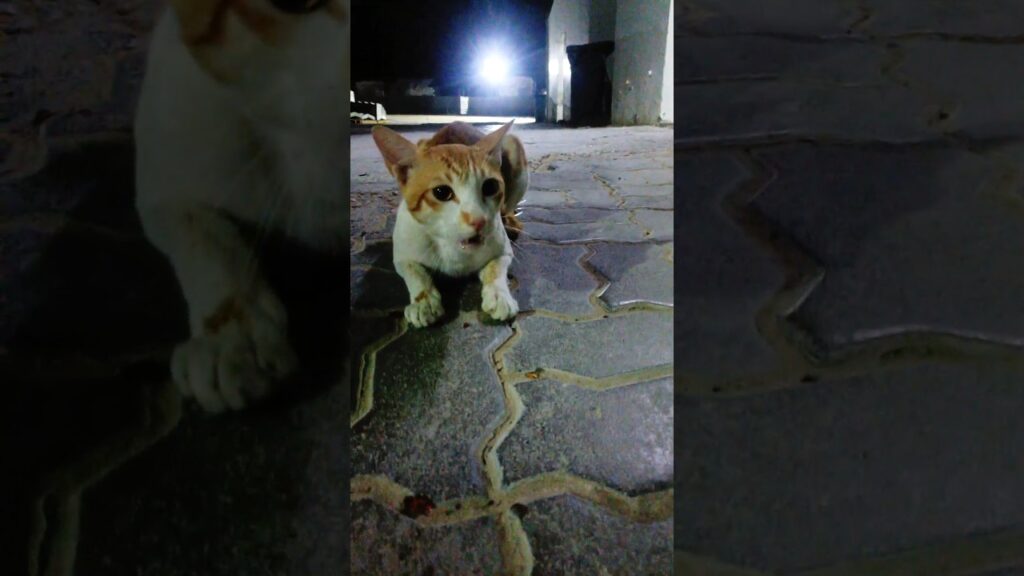 Cat #cat #shorts #shortsvideo #viralvideo #viral #best #vairal #varshakvd #video #viralshorts Cat #cat #shorts #shortsvideo #viralvideo #viral #best #vairal #varshakvd #video #viralshorts