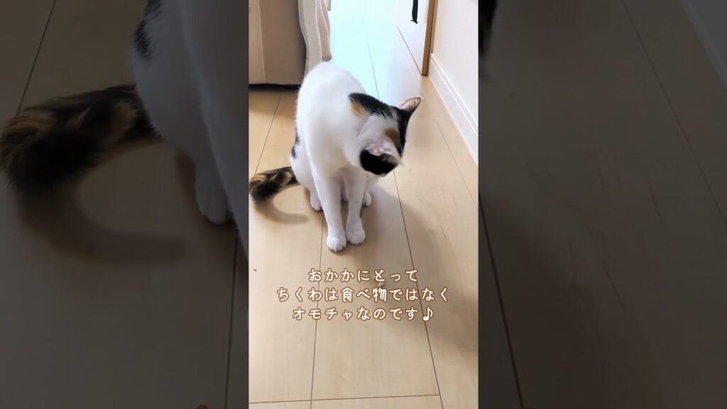 【三毛猫】おかかにとってちくわはオモチャ♪Chikuwa is a toy♪#shorts #こはおか暮らし #cat #三毛猫 #ほのぼの #かわいい #癒し #ねこのいる生活 【三毛猫】おかかにとってちくわはオモチャ♪Chikuwa is a toy♪#shorts #こはおか暮らし #cat #三毛猫 #ほのぼの #かわいい #癒し #ねこのいる生活
