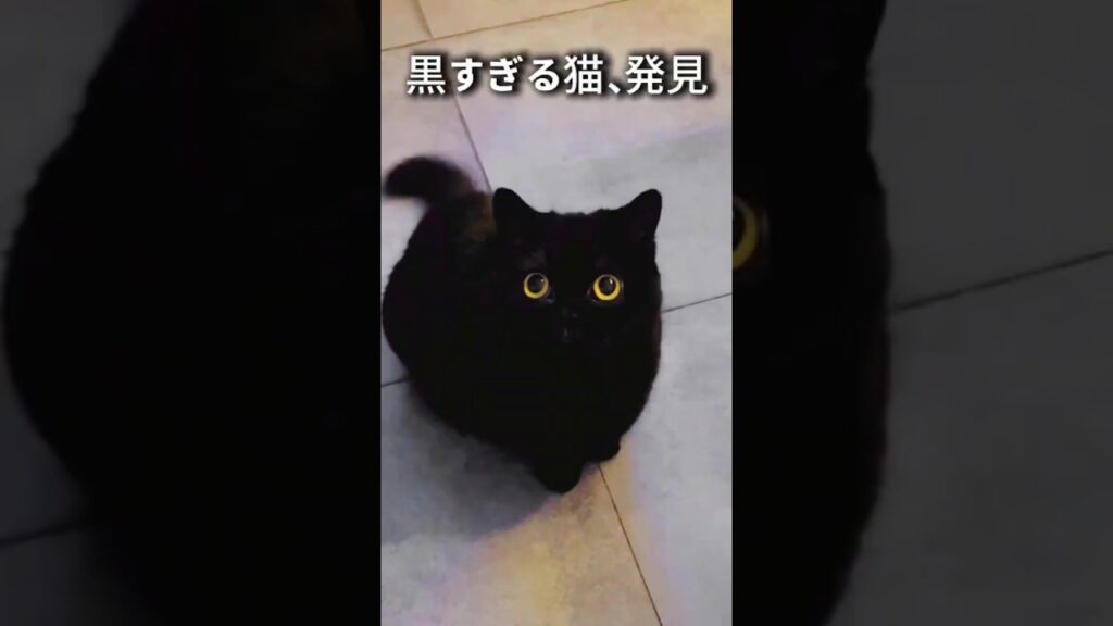 黒すぎて見えない…この猫、何者? #ボンベイ猫 #黒猫