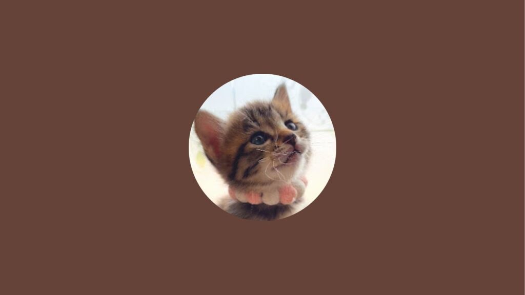 保護猫こねこのマロくん、マムくん、マミちゃん🍼ミルクタイムLIVE|#MilkVolunteers #RescuedCat #保護猫 #ShelterCat 保護猫こねこのマロくん、マムくん、マミちゃん🍼ミルクタイムLIVE|#MilkVolunteers #RescuedCat #保護猫 #ShelterCat