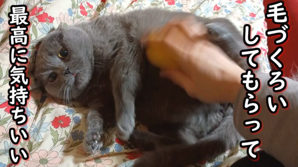 【保護猫】撫でられるのが大好きなブリティッシュショートヘア【ねこのいる暮らし】 【保護猫】撫でられるのが大好きなブリティッシュショートヘア【ねこのいる暮らし】