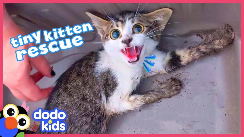 Rescued Kitten Was Scared Of People, Watch Her Snuggle For The First Time | Dodo Kids | Rescued! Rescued Kitten Was Scared Of People, Watch Her Snuggle For The First Time | Dodo Kids | Rescued!