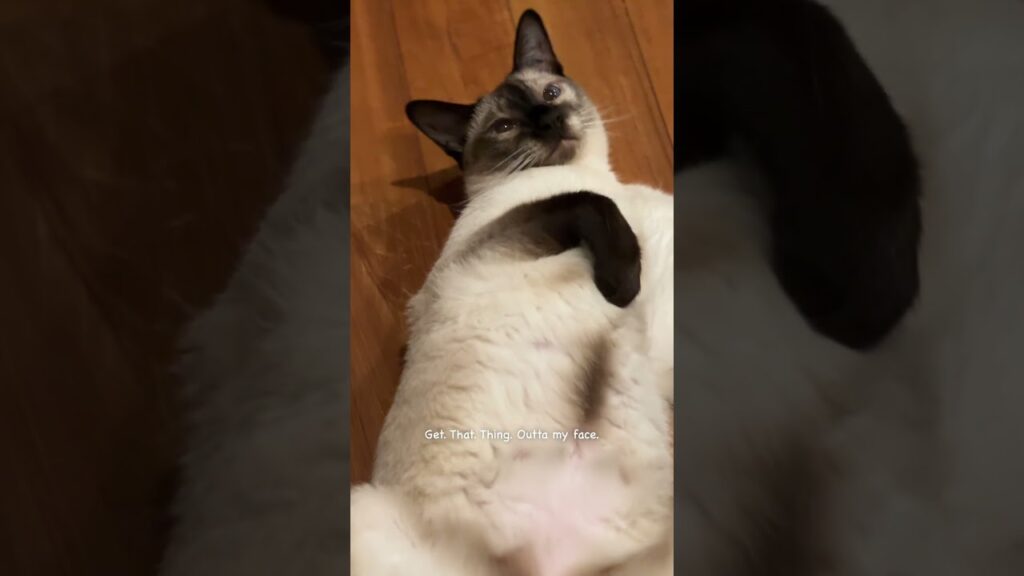 My name is Peter Quinn😺 My name is Peter Quinn😺