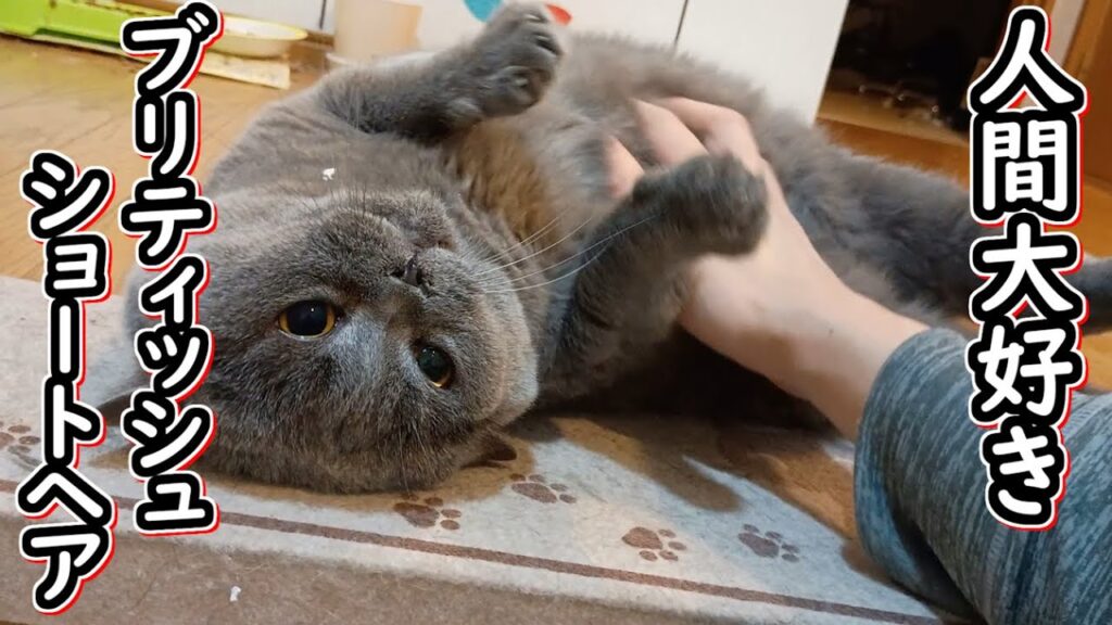 【保護猫】人間大好きなブリティッシュショートヘアと遊んだ結果【ねこのいる暮らし】