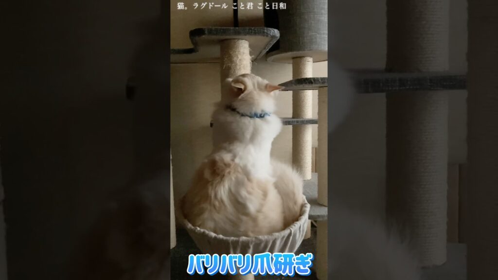 猫。バリバリ爪研ぎ#shorts