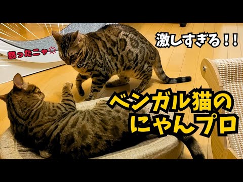ベンガル猫の激しいにゃんプロ ベンガル猫の激しいにゃんプロ