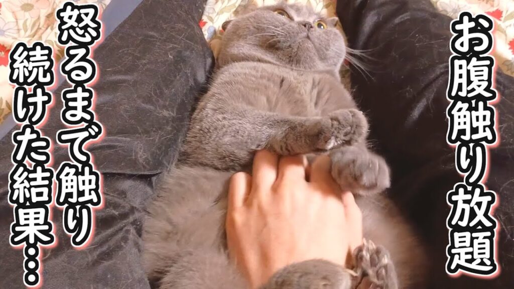 【保護猫】お腹触り放題のネコ!?怒るまで触り続けた結果…【ブリティッシュショートヘア】 【保護猫】お腹触り放題のネコ!?怒るまで触り続けた結果…【ブリティッシュショートヘア】