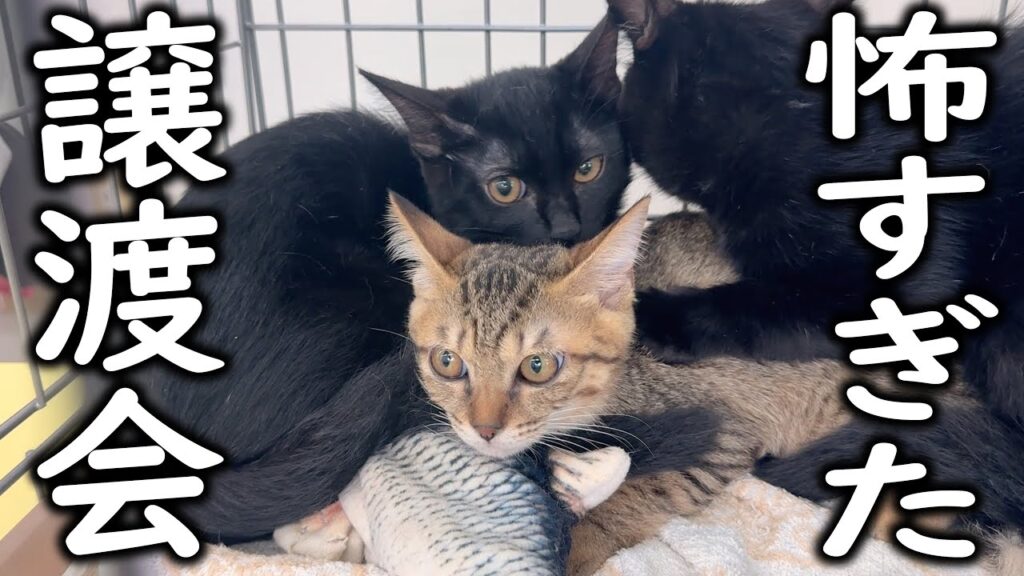 暴れ子猫も黙る、これが保護猫譲渡会だ! 暴れ子猫も黙る、これが保護猫譲渡会だ!
