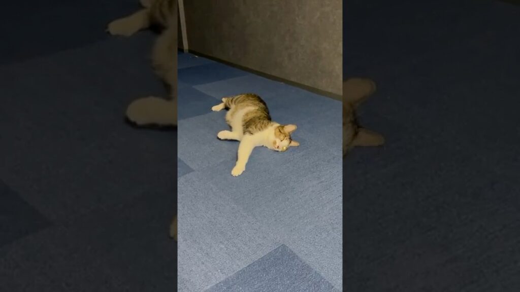 【教えてください】これは、何ですか？