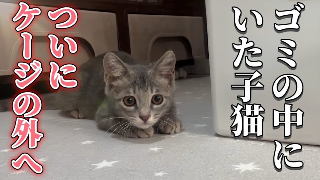 ゴミの中から保護された子猫|初めてケージから出た反応が可愛すぎた ゴミの中から保護された子猫|初めてケージから出た反応が可愛すぎた
