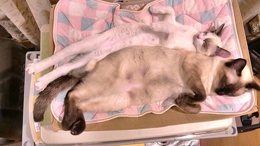 お化けポーズで仲良く眠る先住シャム猫と新入子猫👻
