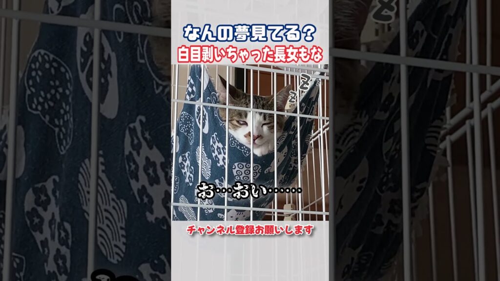 寝顔が過去イチブサイクな癒し猫　#猫 #shorts